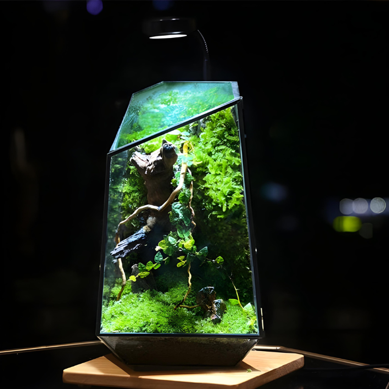 Terrarium Plante – En Verre Forme Géométrique Trapèze