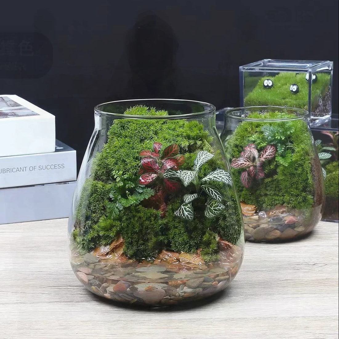 Terrarium Plante - Bocal Décoratif