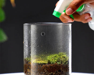 Terrarium pour Débutants : Guide Complet pour Bien Commencer