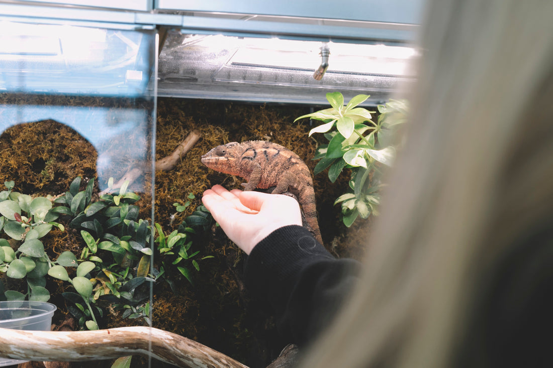 Reptiles & Terrariums : Comment Choisir l’Habitat Idéal pour Votre Animal