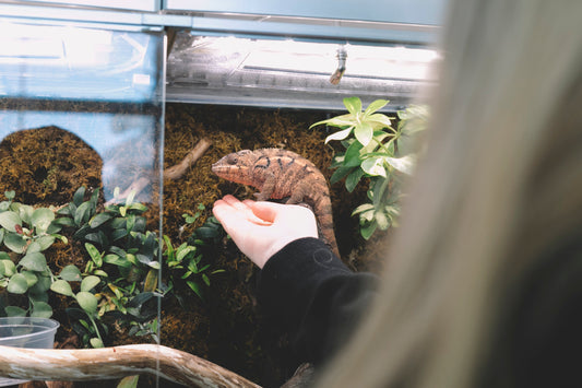 Reptiles & Terrariums : Comment Choisir l’Habitat Idéal pour Votre Animal