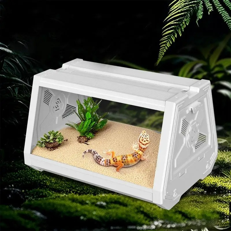 Terrarium Pogona