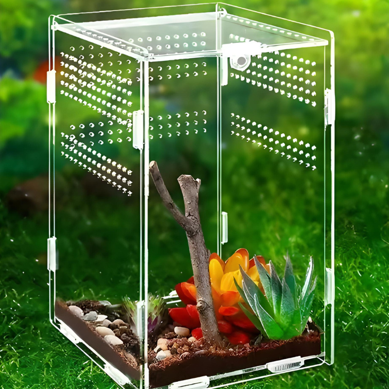 Terrarium Phasme