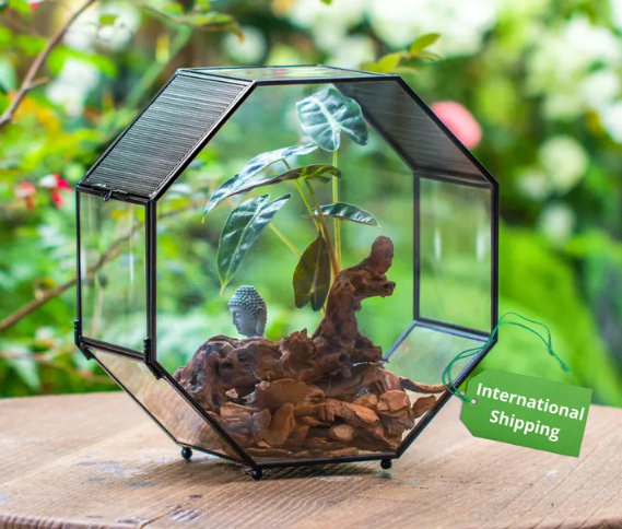 Terrarium Escargot