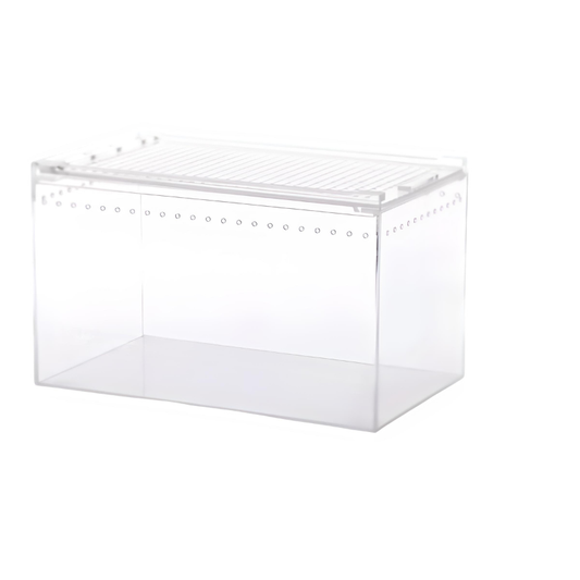 Terrarium gecko en acrylique