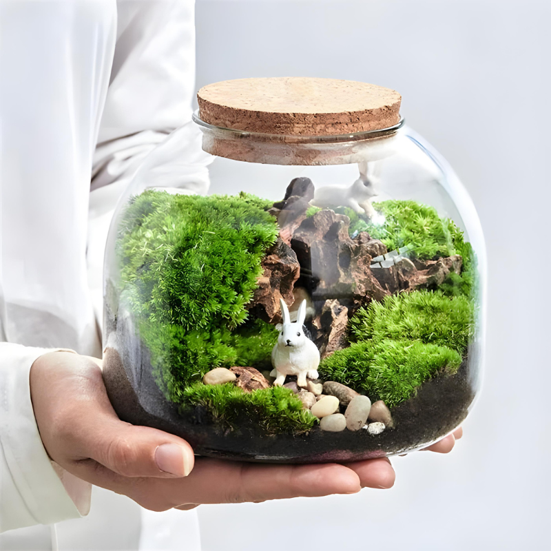 Terrarium Plante en Verre avec Bouchon en Liège