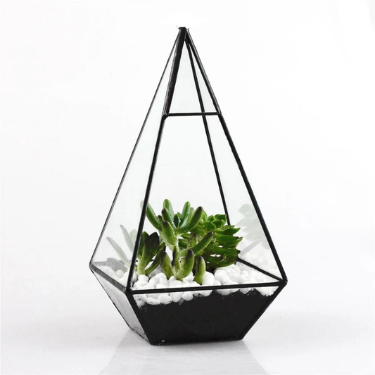 Terrarium Plante - Forme Géométrique en Verre