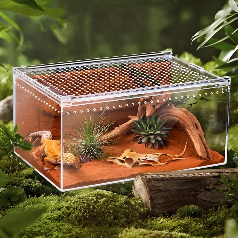 Terrarium Phasme en Acrylique Transparent