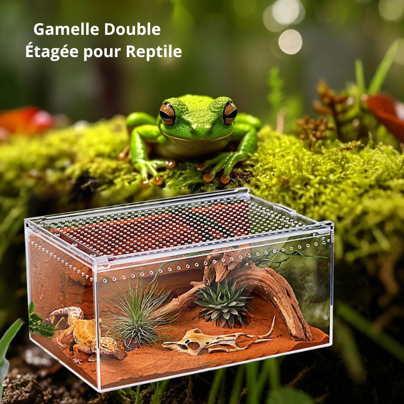 Terrarium Phasme en Acrylique Transparent