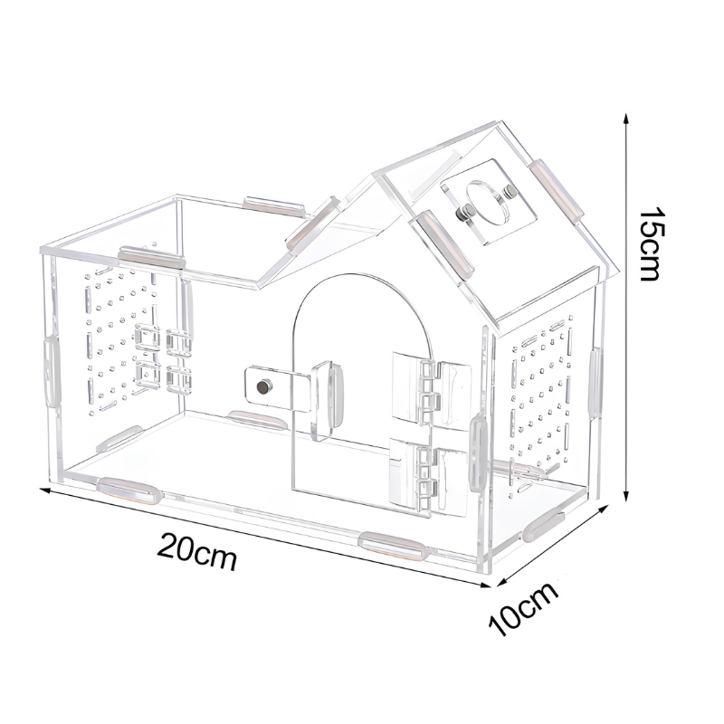 Terrarium Phasmes Transparent – Habitat idéal pour phasmes & petits insectes