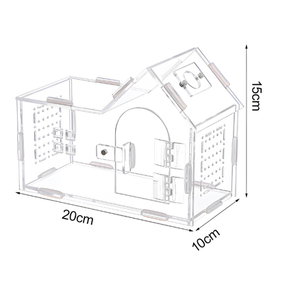 Terrarium Phasmes Transparent – Habitat idéal pour phasmes & petits insectes