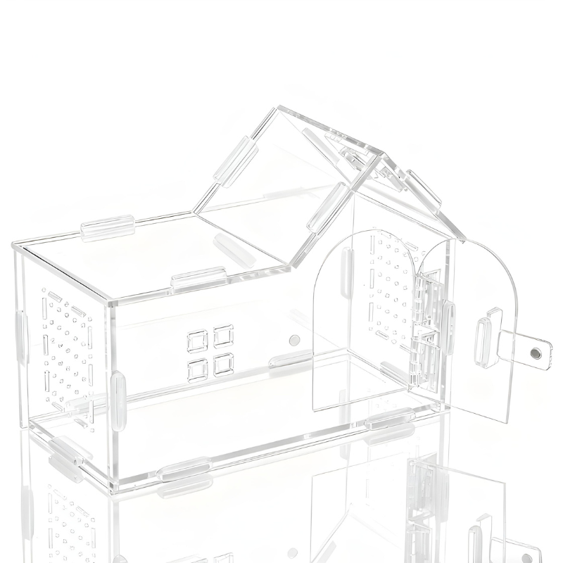 Terrarium Phasmes Transparent – Habitat idéal pour phasmes & petits insectes