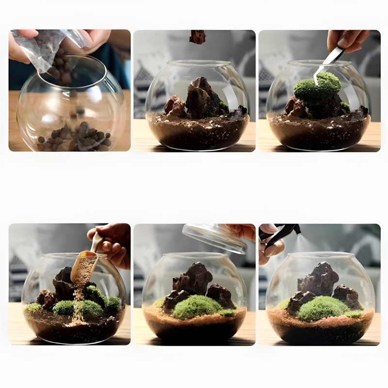 Terrarium Plante – Bocal Sphérique