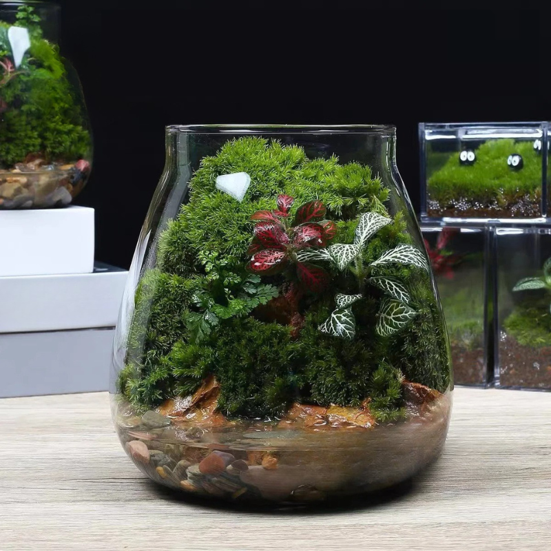 Terrarium Plante - Bocal Décoratif