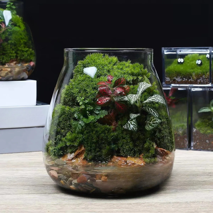 Terrarium Plante - Bocal Décoratif