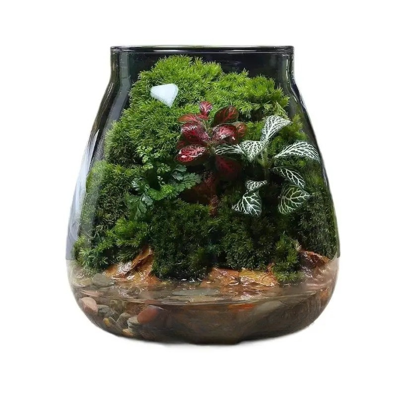 Terrarium Plante - Bocal Décoratif