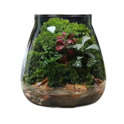 Terrarium Plante - Bocal Décoratif
