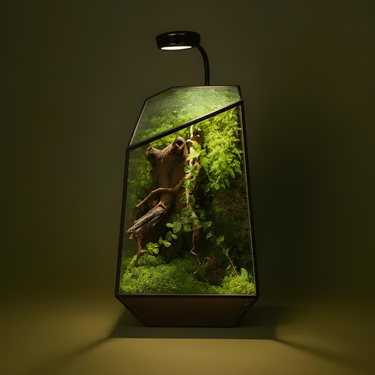 Grand Terrarium Plante – En Verre Design Géométrique