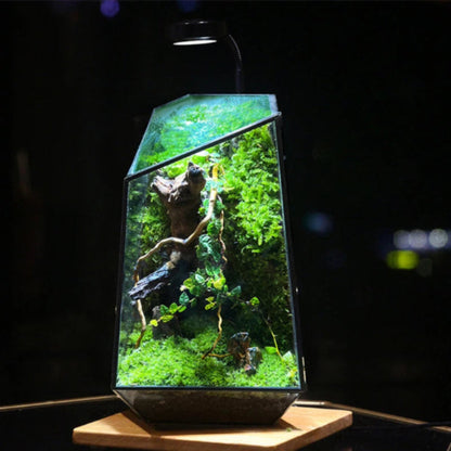 Grand Terrarium Plante – En Verre Design Géométrique
