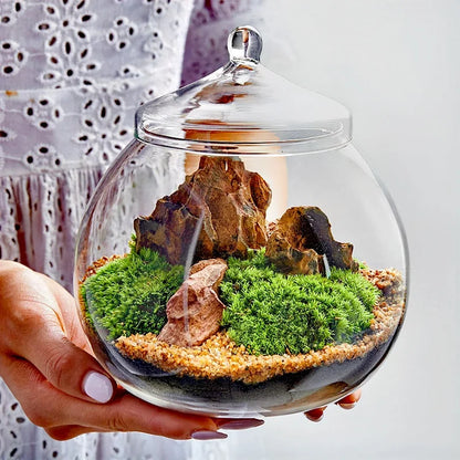 Terrarium Plante – Bocal Sphérique