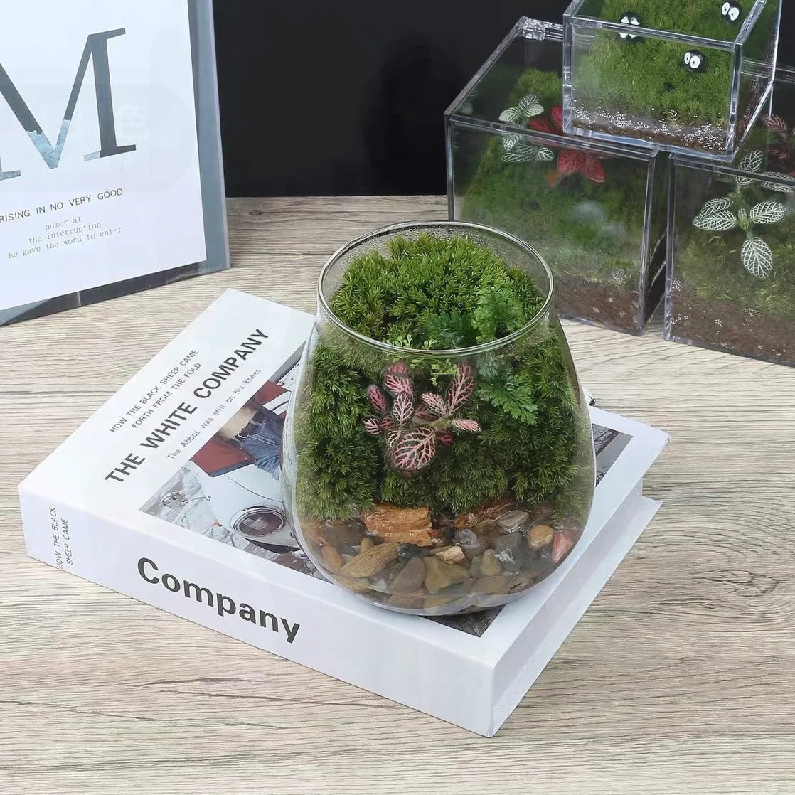 Terrarium Plante - Bocal Décoratif