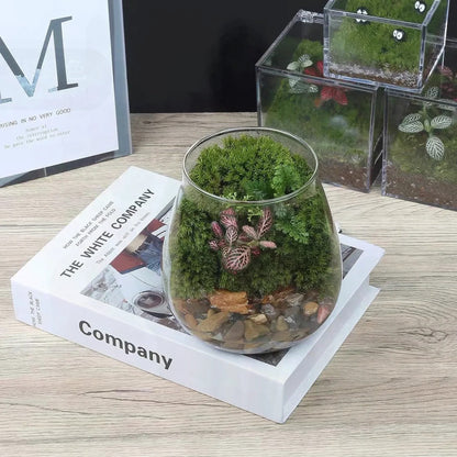 Terrarium Plante - Bocal Décoratif